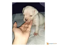 ENGLESKI BULDOG - tri zenkice odlicnog porekla