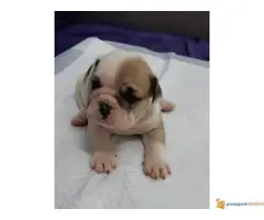 ENGLESKI BULDOG - tri zenkice odlicnog porekla