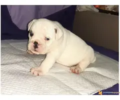 ENGLESKI BULDOG - tri zenkice odlicnog porekla - 6