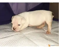 ENGLESKI BULDOG - tri zenkice odlicnog porekla - 7