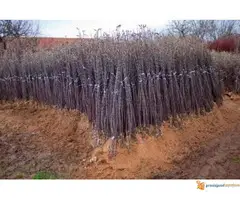 Rasadnik NASTIC SAŠE - razne sadnice - 2