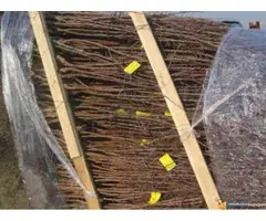 Rasadnik NASTIC SAŠE - razne sadnice - 3