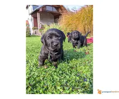 LABRADORI štenci vrhunskog kvaliteta