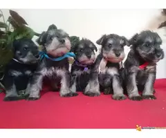 PATULJASTI SNAUCERI - so biber - 2