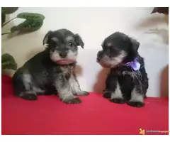 PATULJASTI SNAUCERI - so biber - 3