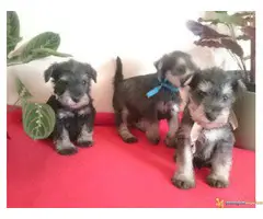 PATULJASTI SNAUCERI - so biber - 4