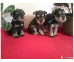 PATULJASTI SNAUCERI - so biber - 5