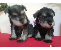 PATULJASTI SNAUCERI - so biber - 6