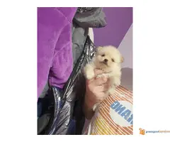 Stenci POMERANCA spremni za preuzimanje - 2