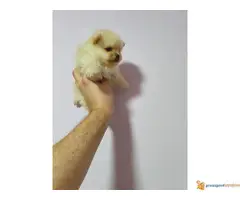 Stenci POMERANCA spremni za preuzimanje - 3