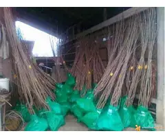 Razne sadnice iz rasadnika NASTIC - 2