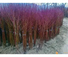 Razne sadnice iz rasadnika NASTIC - 3