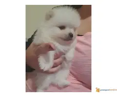 POMERANSKI SPIC stenci - 2