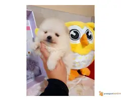 POMERANSKI SPIC stenci - 3