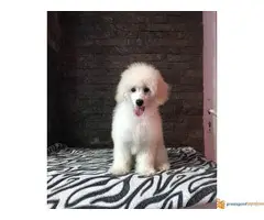 Musko stene PATULJASTE PUDLE