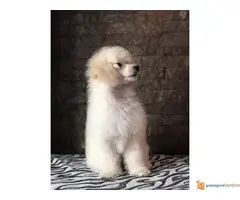 Musko stene PATULJASTE PUDLE