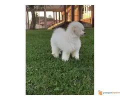 Musko stene PATULJASTE PUDLE