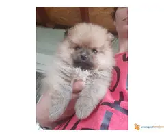 Stenci POMERANCA preslatki malisani - 2