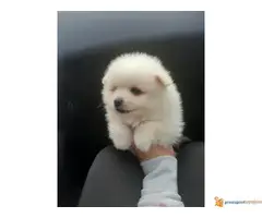 Stenci POMERANCA preslatki malisani - 3