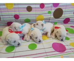 Zapadno Škotski beli Terier iz dva legla