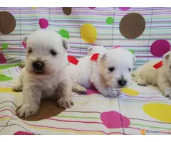 Zapadno Škotski beli Terier iz dva legla