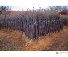 Rasadnik NASTIC - razne vocne sorte - 2