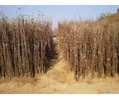 Rasadnik NASTIC - razne vocne sorte - 4