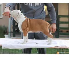 AMERIČKI STAFORDSKI TERIJER  stenci