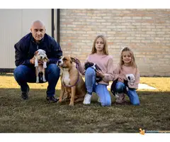 AMERIČKI STAFORDSKI TERIJER  stenci