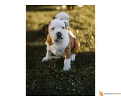 AMERIČKI STAFORDSKI TERIJER  stenci