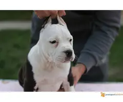 AMERIČKI STAFORDSKI TERIJER  stenci