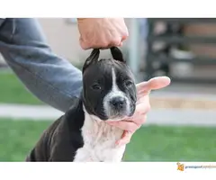 AMERIČKI STAFORDSKI TERIJER  stenci - 6