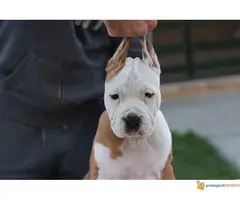 AMERIČKI STAFORDSKI TERIJER  stenci - 7