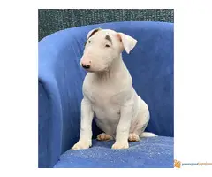 BUL TERIJER sampionskog porekla