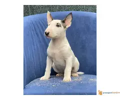 BUL TERIJER sampionskog porekla