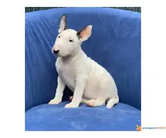 BUL TERIJER sampionskog porekla