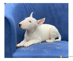 BUL TERIJER sampionskog porekla