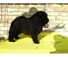 Tri crne devojcice CHOW CHOW - 2