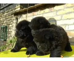 Tri crne devojcice CHOW CHOW - 3