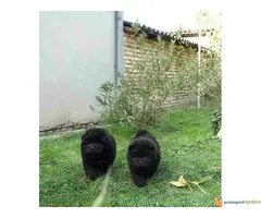 Tri crne devojcice CHOW CHOW - 4
