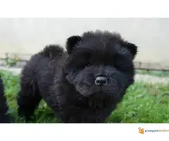 Tri crne devojcice CHOW CHOW - 5