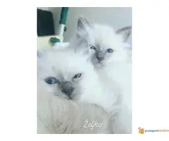 Čistokrvni mačići SVETA BIRMA