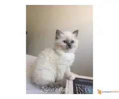 Čistokrvni mačići SVETA BIRMA