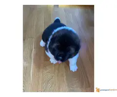 AMERIČKE AKITE - dva muška šteneta