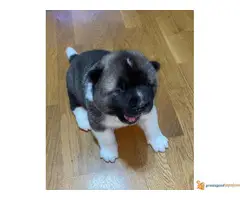 AMERIČKE AKITE - dva muška šteneta