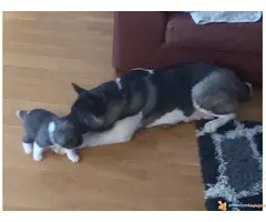 AMERIČKE AKITE - dva muška šteneta