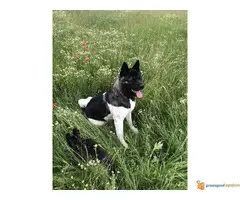 AMERIČKE AKITE - dva muška šteneta