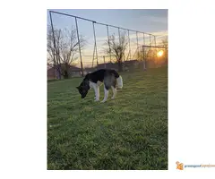 AMERIČKE AKITE - dva muška šteneta - 6