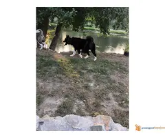 AMERIČKE AKITE - dva muška šteneta - 7