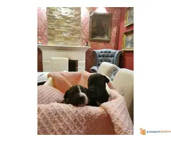 Stenci PIT BULLA na prodaju